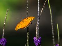 Vanille Falter auf schlankem Blütenstängel